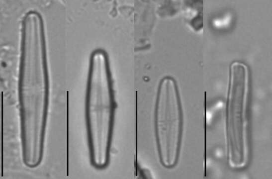 Image de Achnanthidium minutissimum