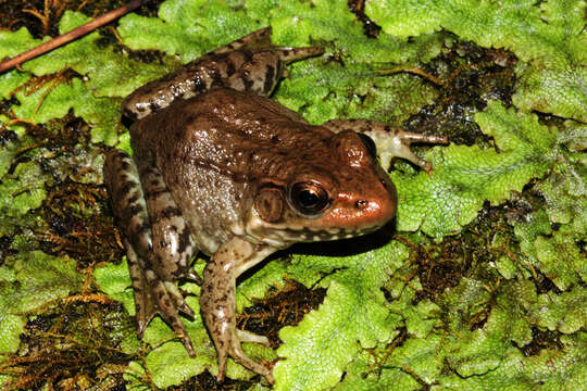 Image of Green Frog