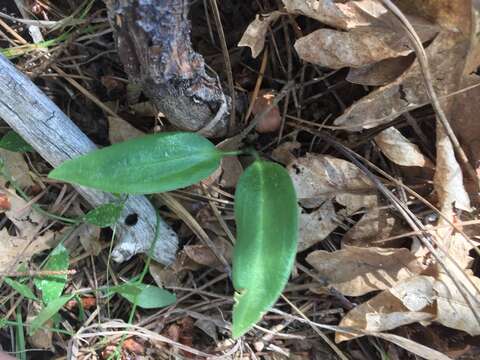 Image of parasitic lady's tresses