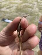 Image of Shore skink