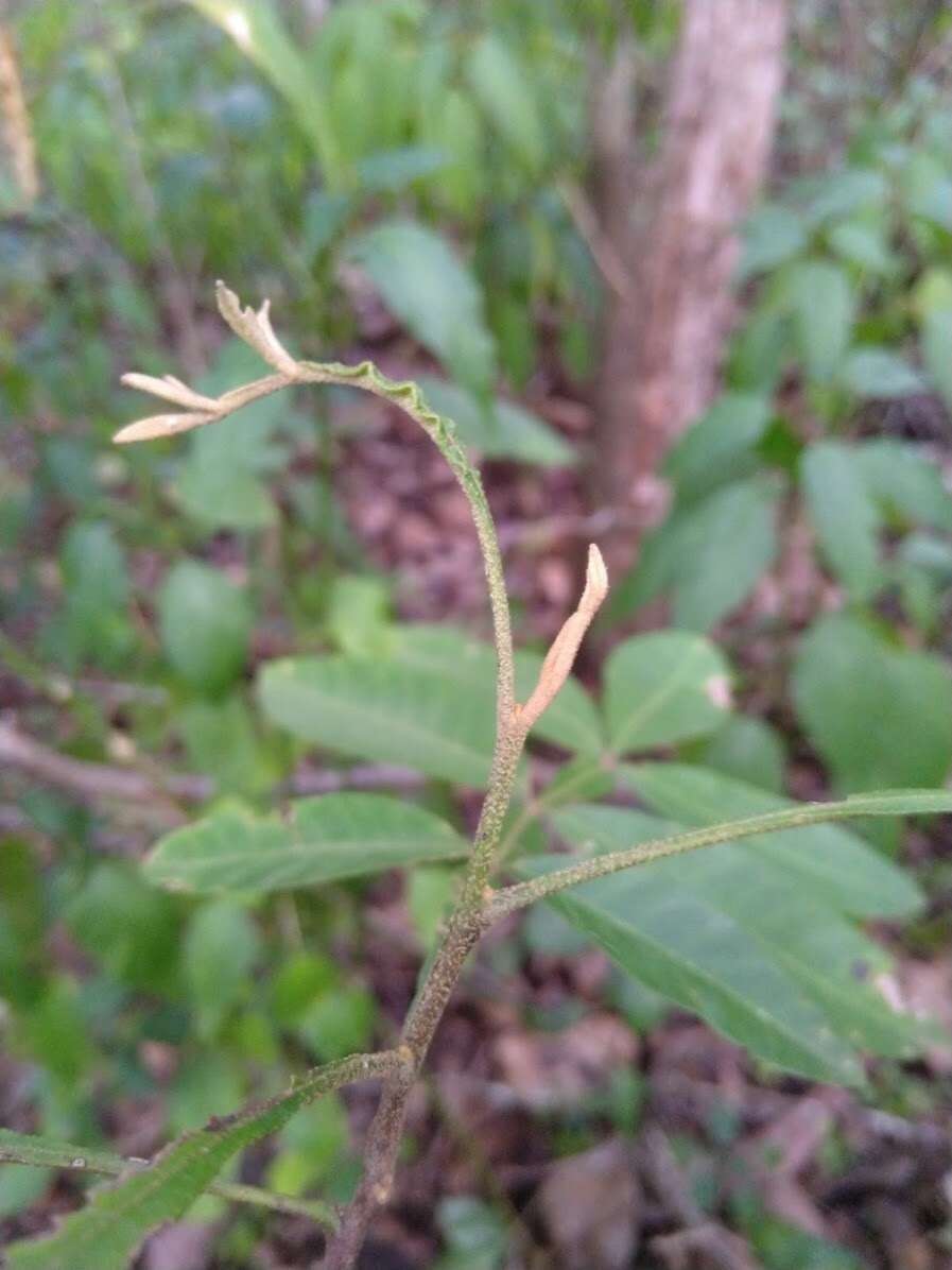 Plancia ëd Cossinia australiana S. T. Reynolds