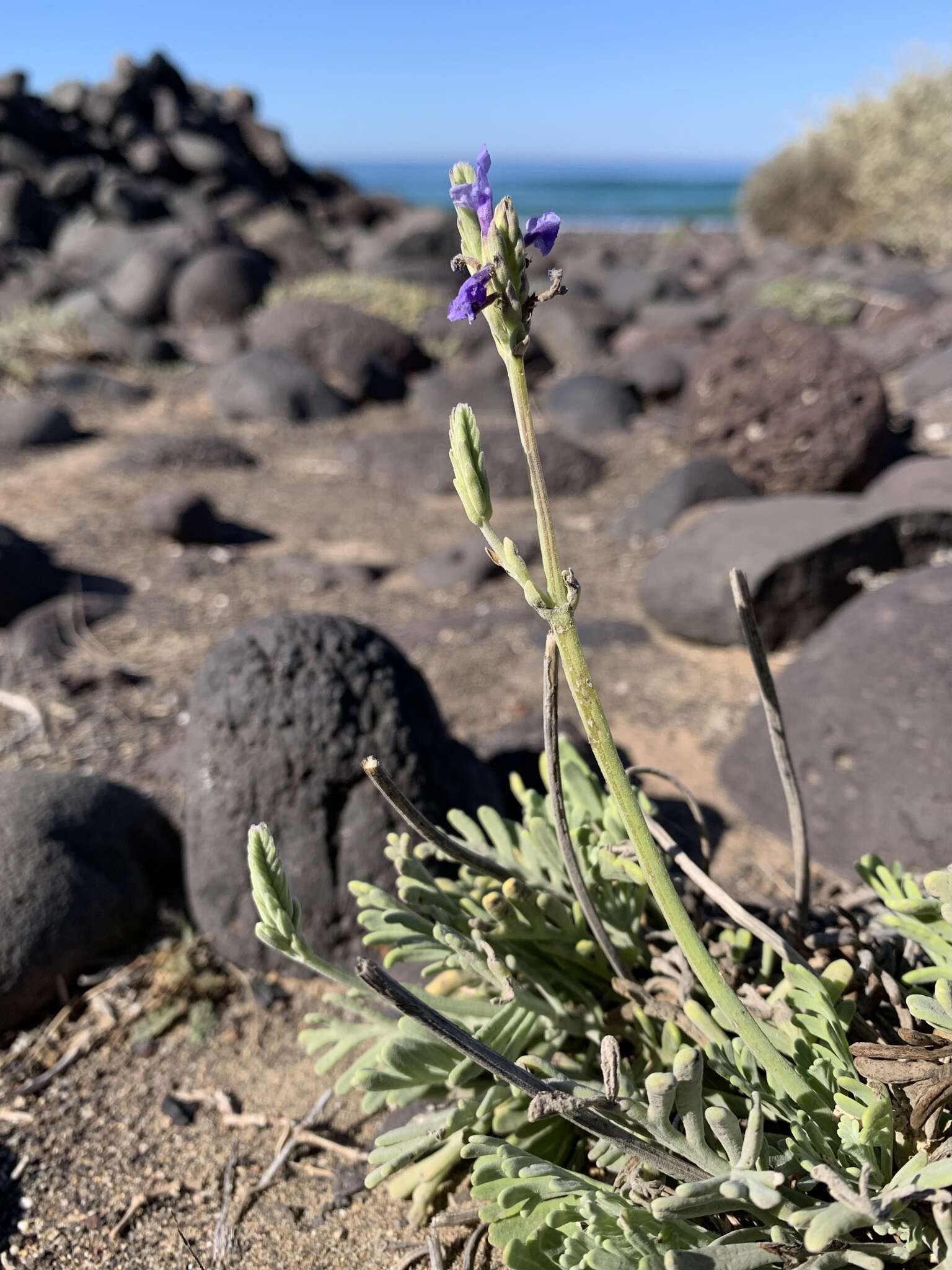 Plancia ëd Lavandula pinnata Lundmark