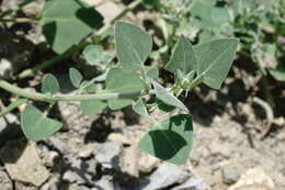 Image of Chenopodium sosnowskyi Kapeller