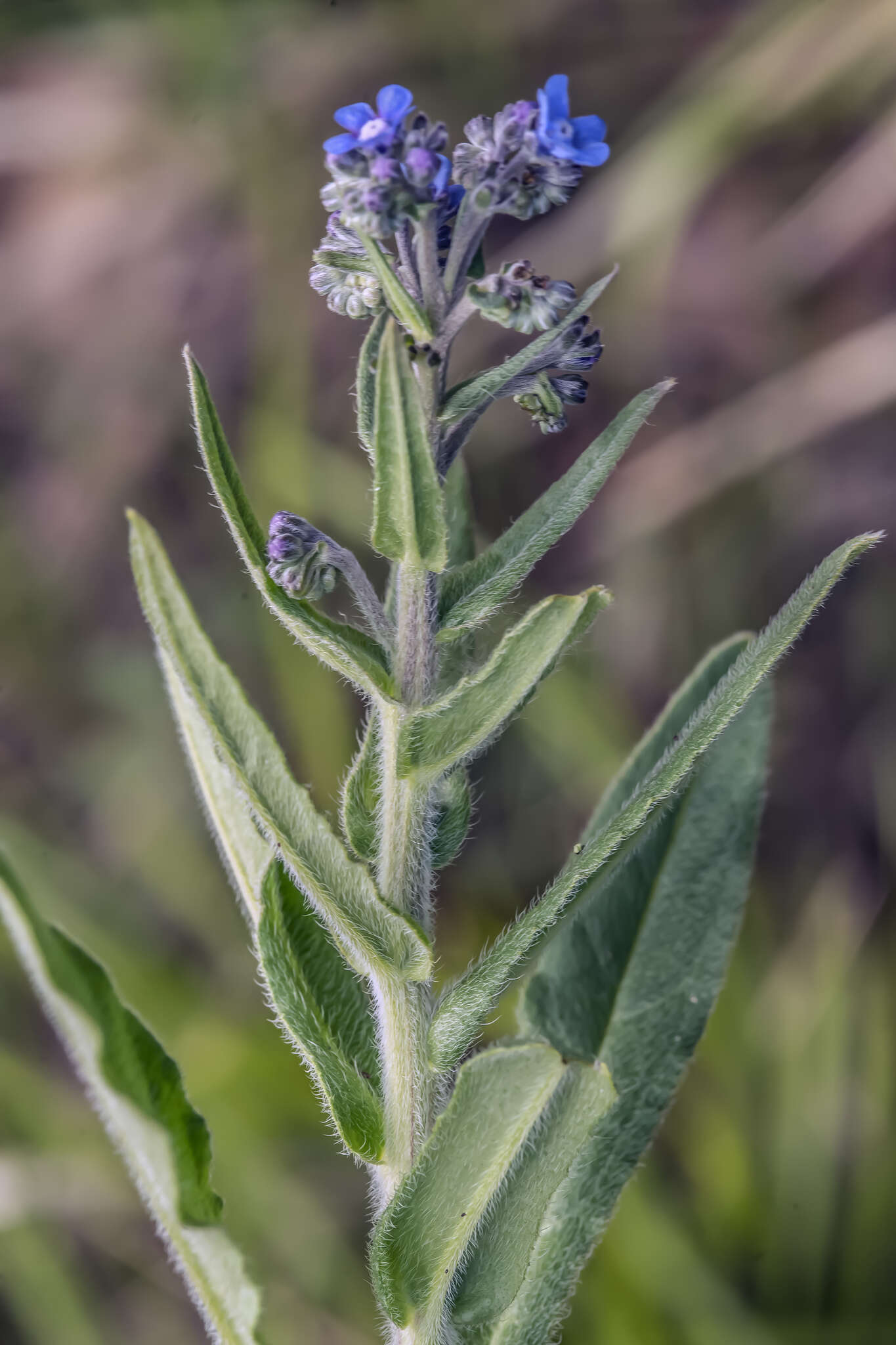 Слика од Cynoglottis