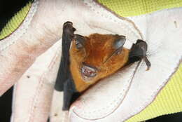 Image of Sooty Leaf-nosed Bat