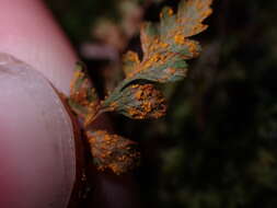 Image of Hyalopsora polypodii (Pers.) Magnus 1901