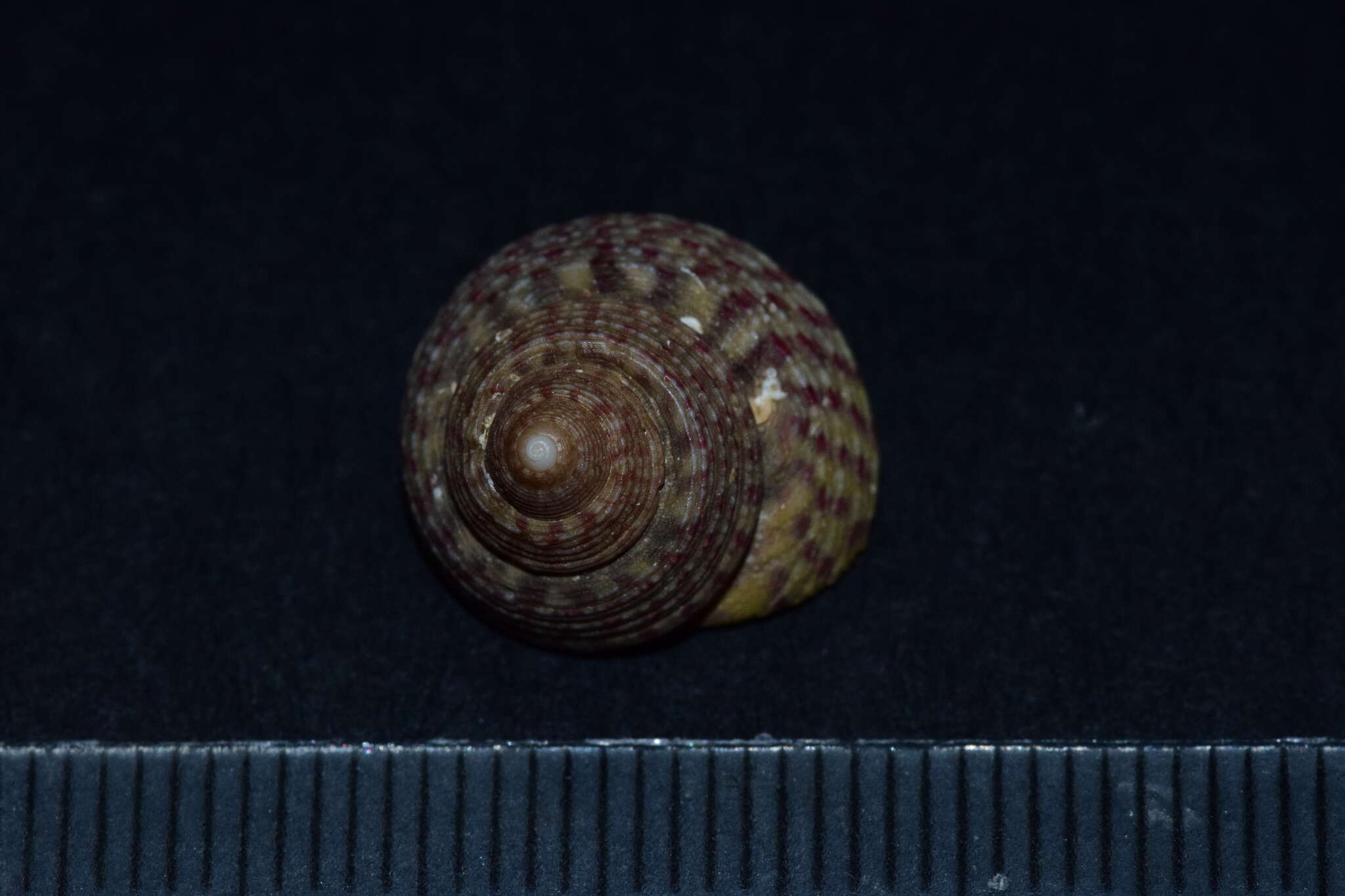 Image of Steromphala divaricata (Linnaeus 1758)