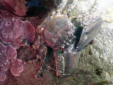 Image of chocolate porcelain crab