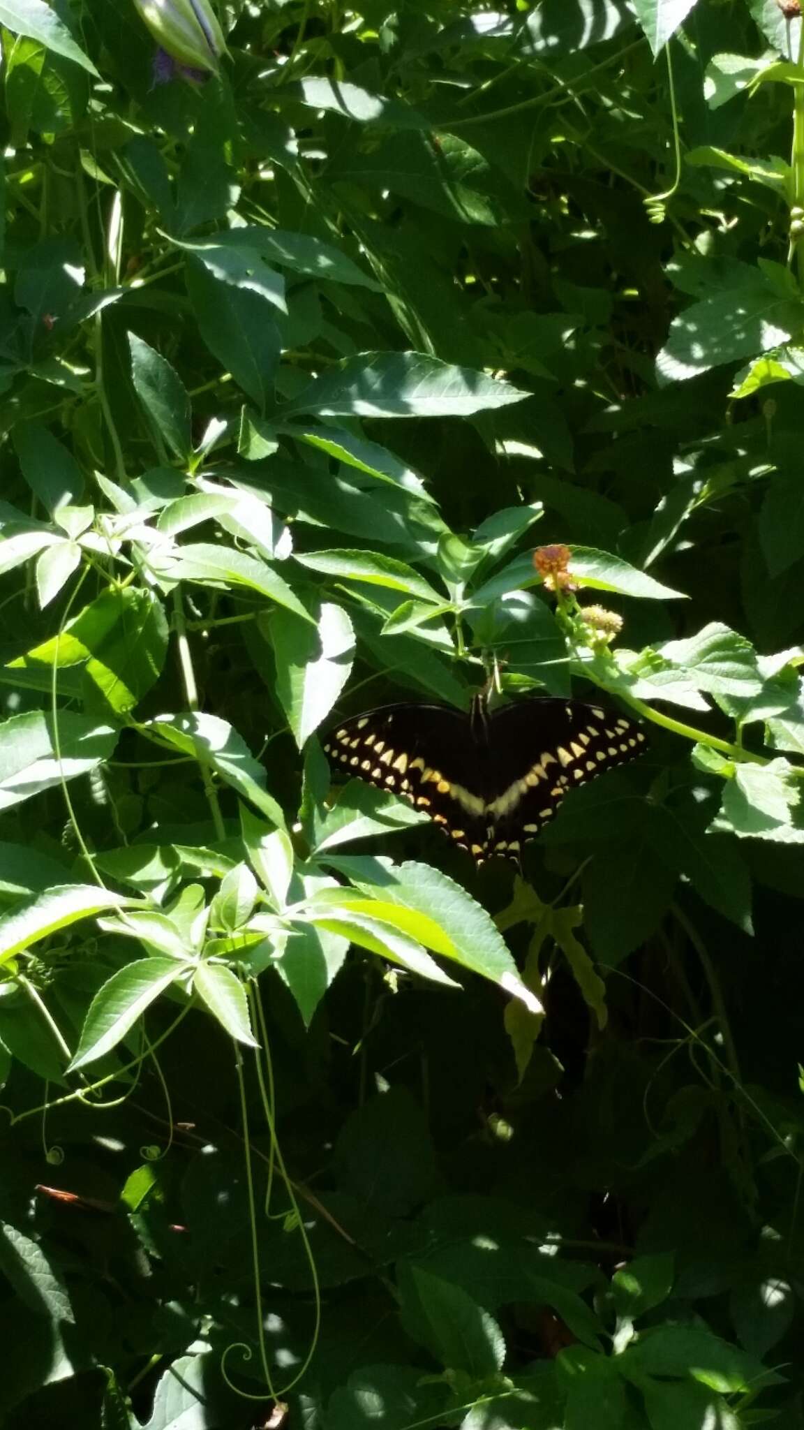 Image of Palamedes Swallowtail