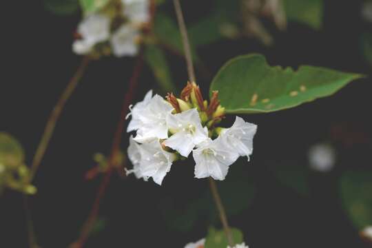 Imagem de Jacquemontia nodiflora (Desr.) G. Don