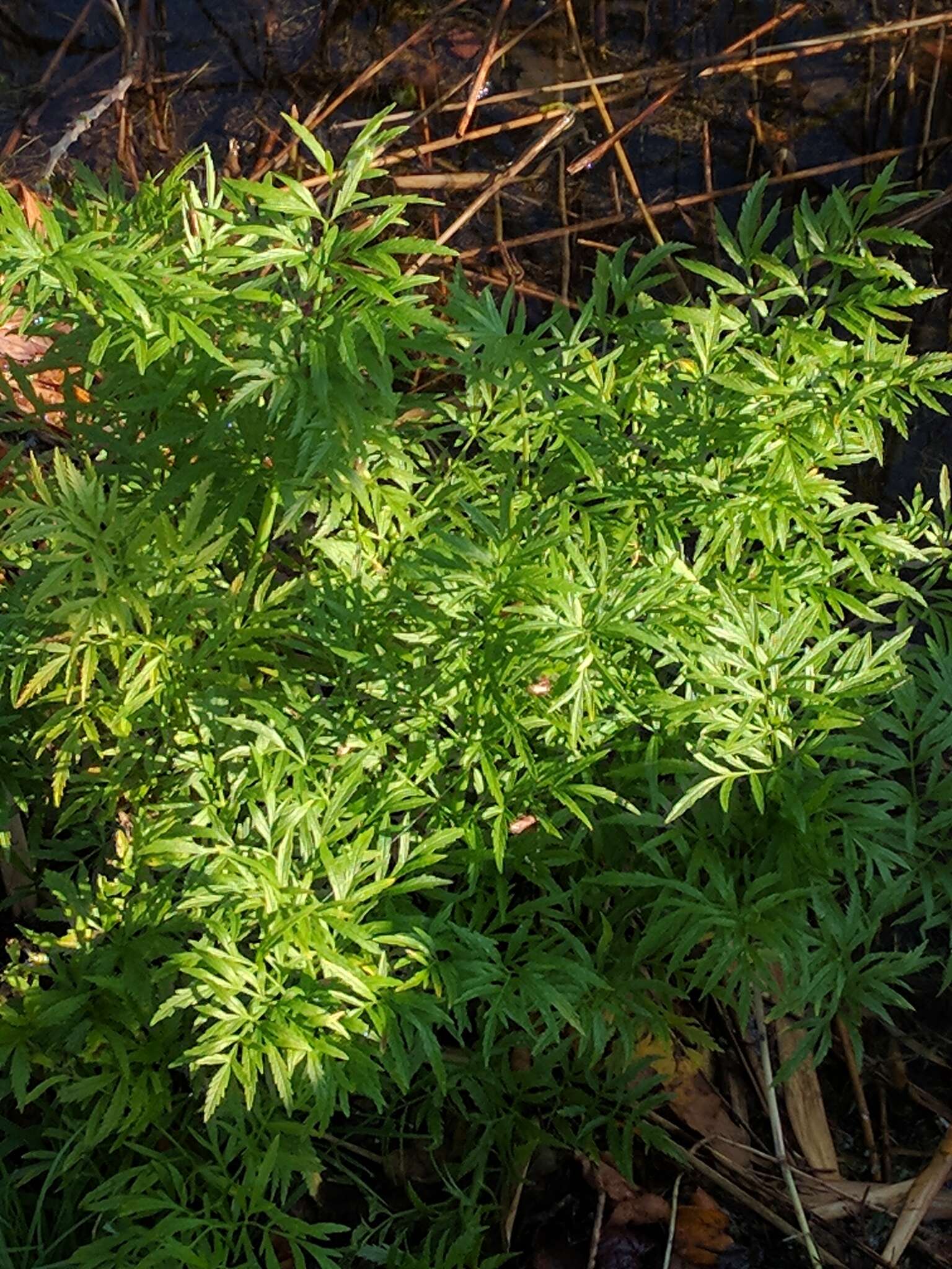 Image of European Waterhemlock