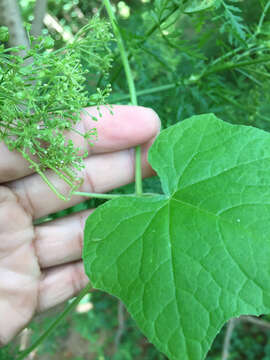 Image of oneseed bur cucumber