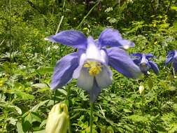 Aquilegia alpina L. resmi