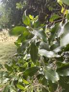 صورة Olea woodiana subsp. woodiana