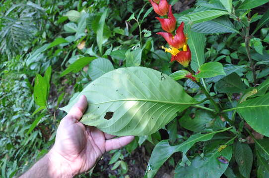 Image of Sanchezia macrocnemis (Nees) D. C. Wassh.