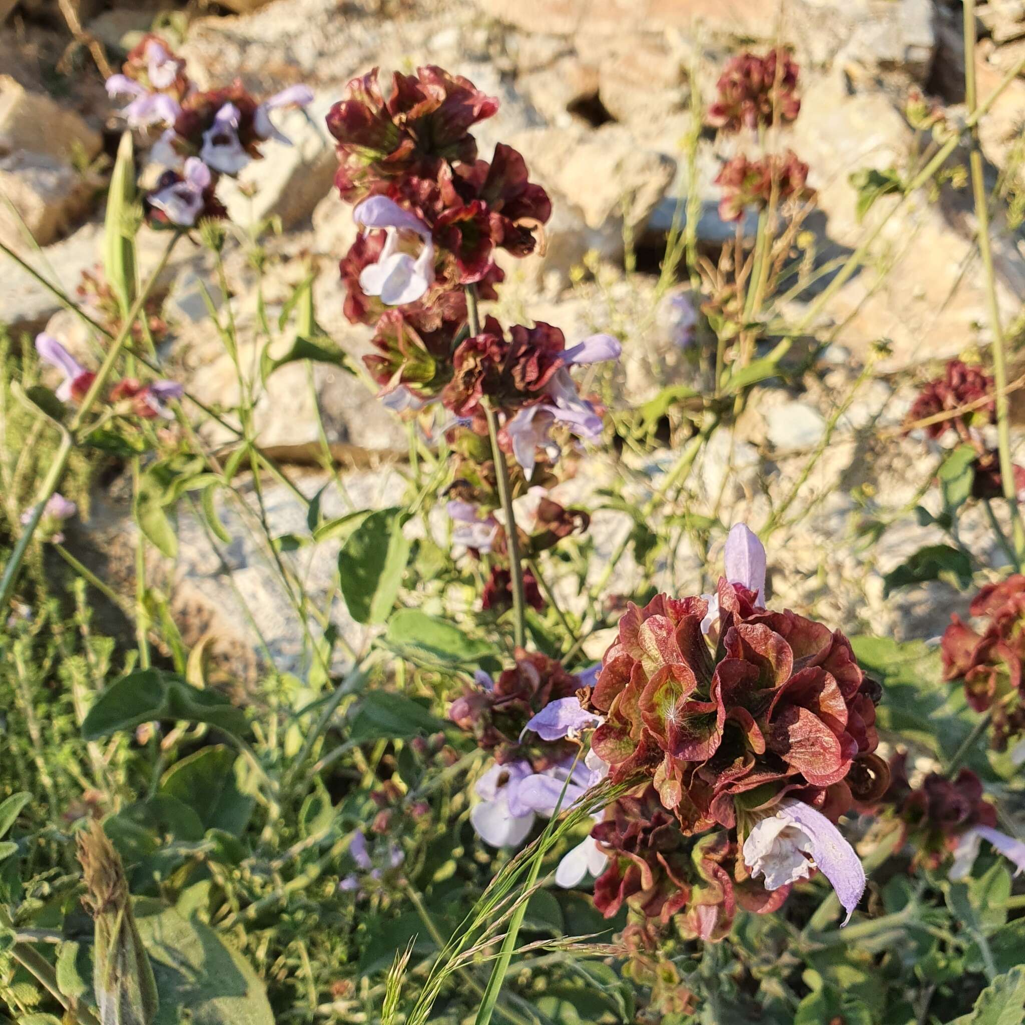 Sivun Salvia pomifera subsp. calycina (Sm.) Hayek kuva