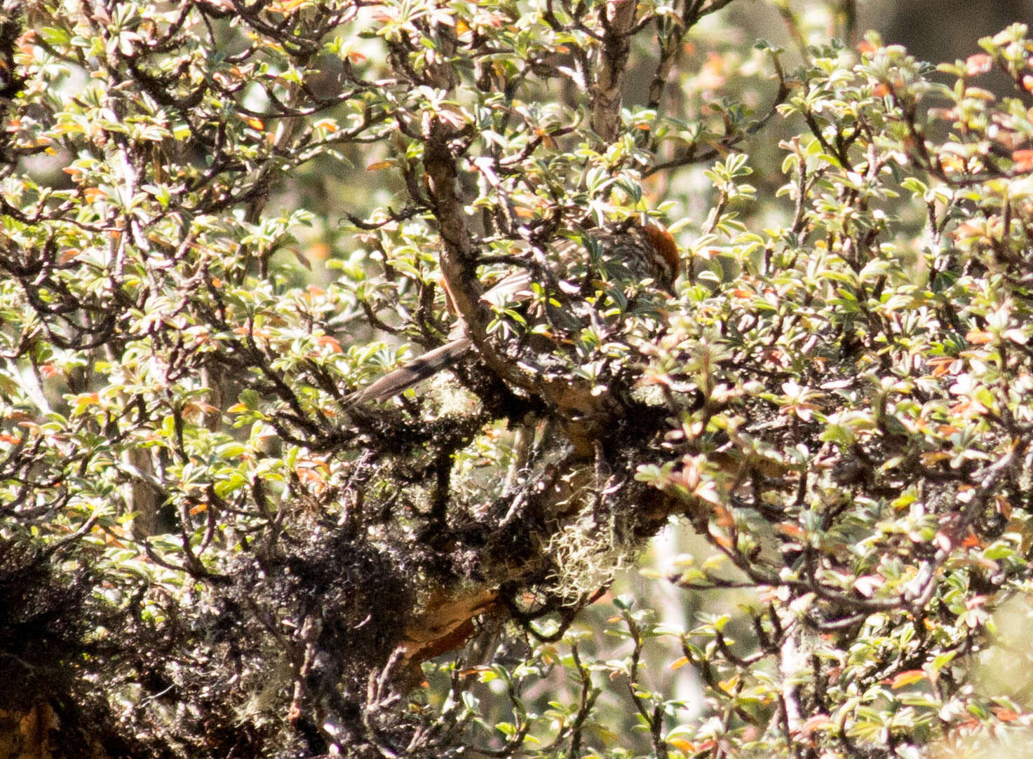 Image of White-browed Tit-Spinetail