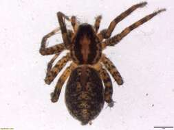 Image of Pardosa crassipalpis Purcell 1903