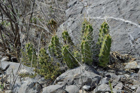 Image of Echinocereus pentalophus subsp. pentalophus