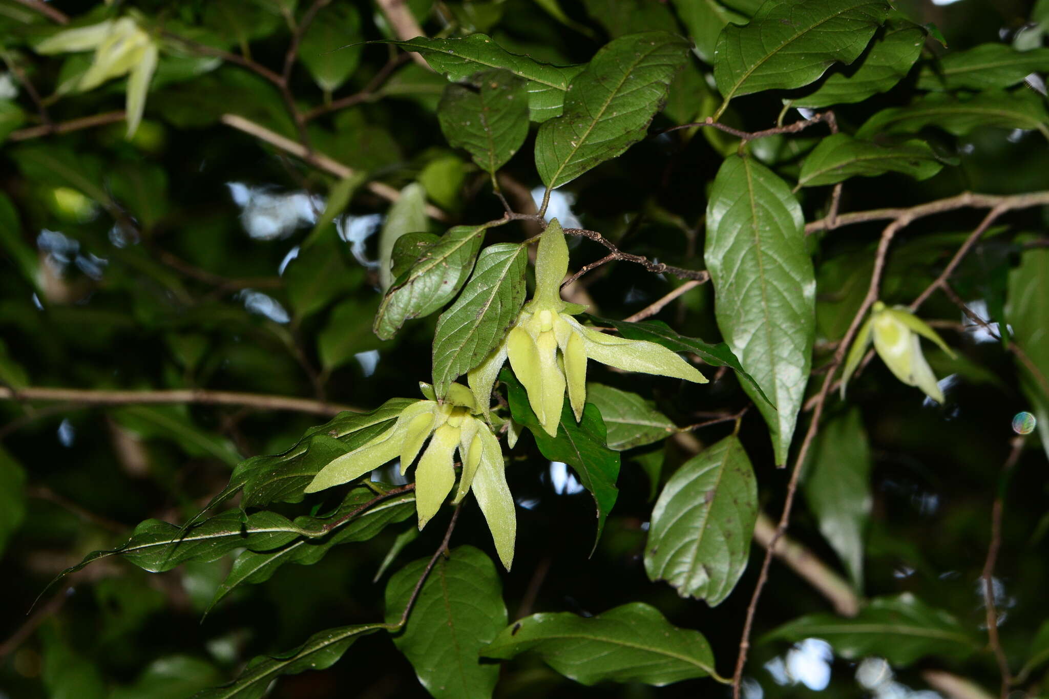 Image of Meiogyne pannosa (Dalzell) J. Sinclair