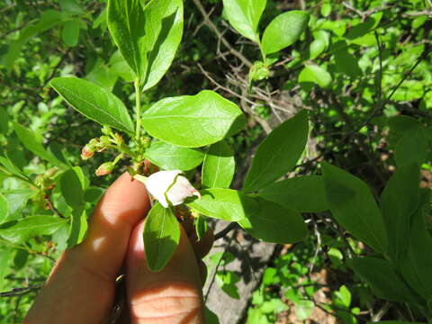 Exobasidium vaccinii (Fuckel) Woronin 1867 resmi