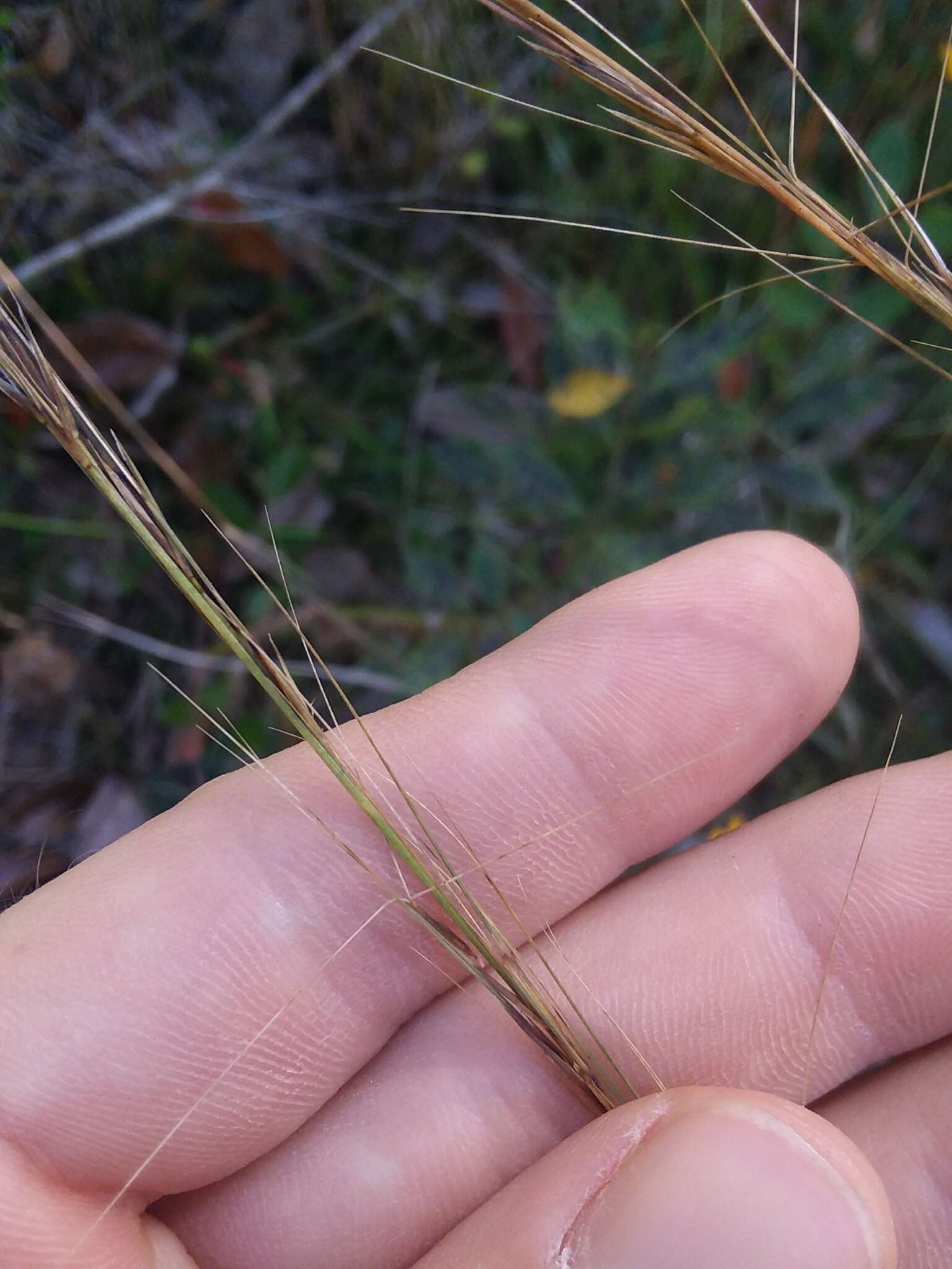 Image of longleaf threeawn