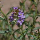 Image de Dontostemon elegans Maxim.