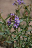 Image of Dontostemon elegans Maxim.