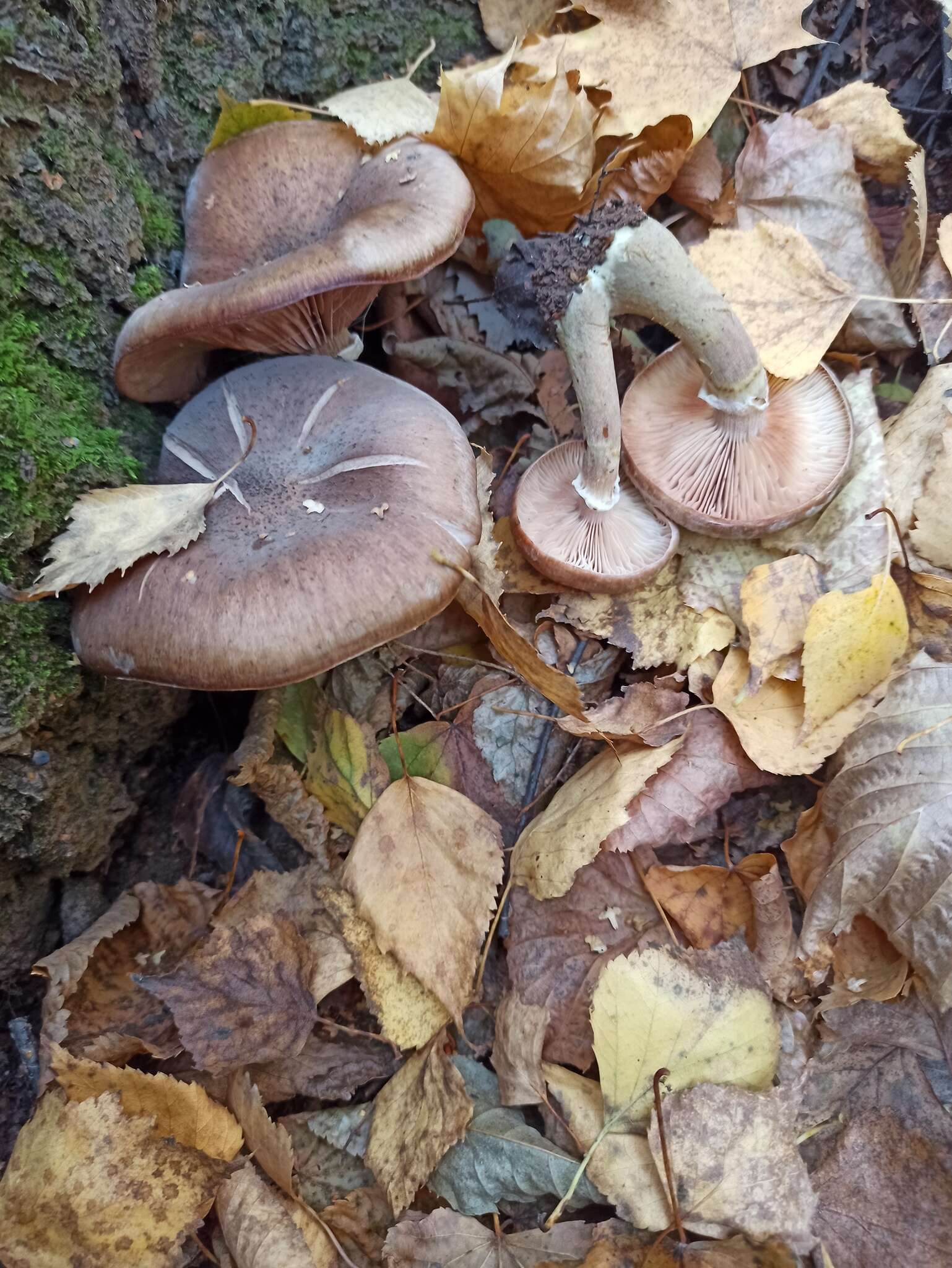 Image of Armillaria cepistipes Velen. 1920