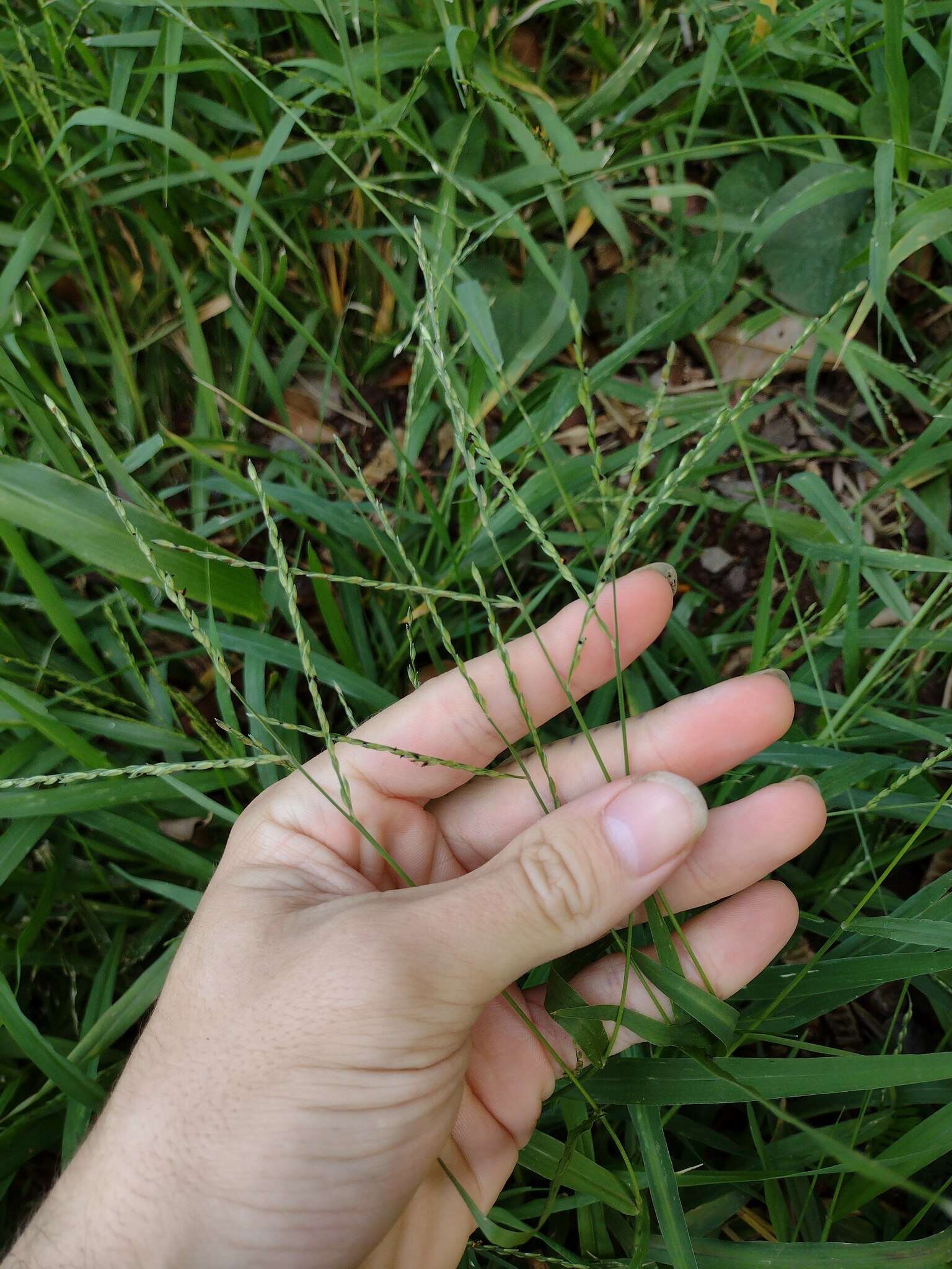Image of Thurston grass