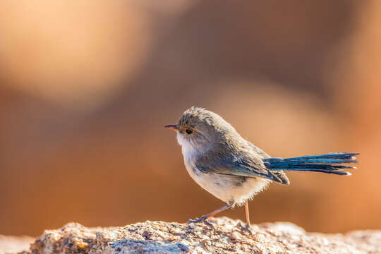 Image of Splendid Fairywren