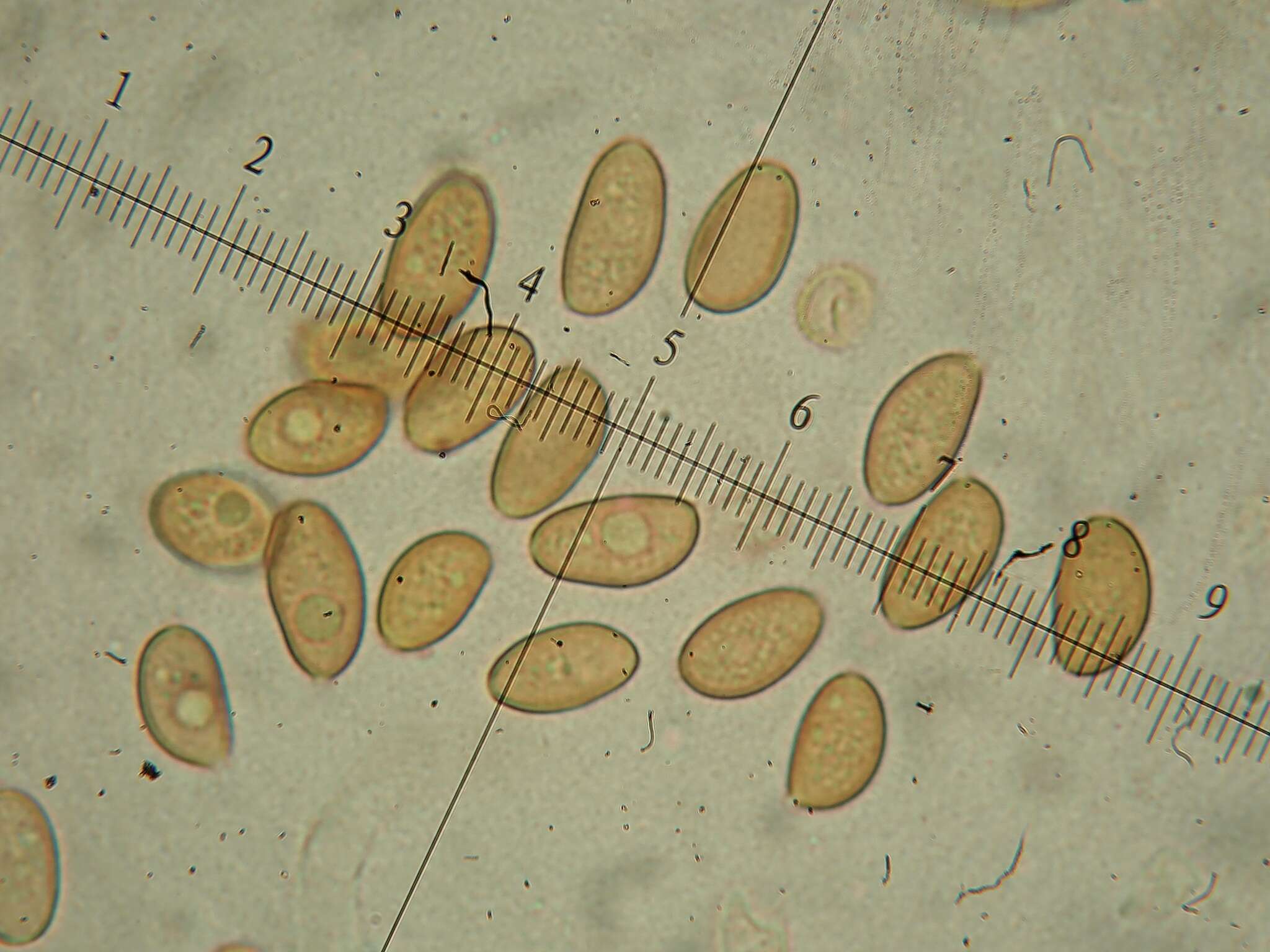 Image of Hypholoma ericaeoides P. D. Orton 1960