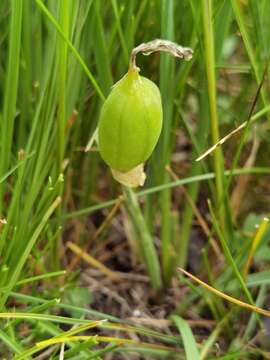 Sivun Iris goniocarpa Baker kuva