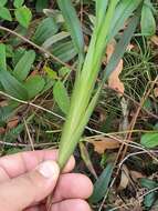 Image of Dianella caerulea var. producta R. J. F. Hend.