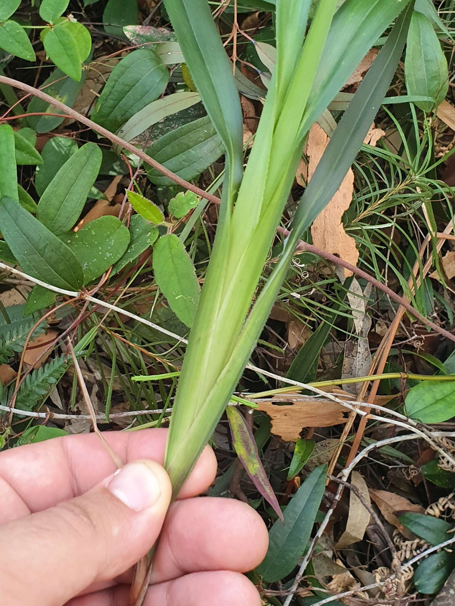 Image of Dianella caerulea var. producta R. J. F. Hend.