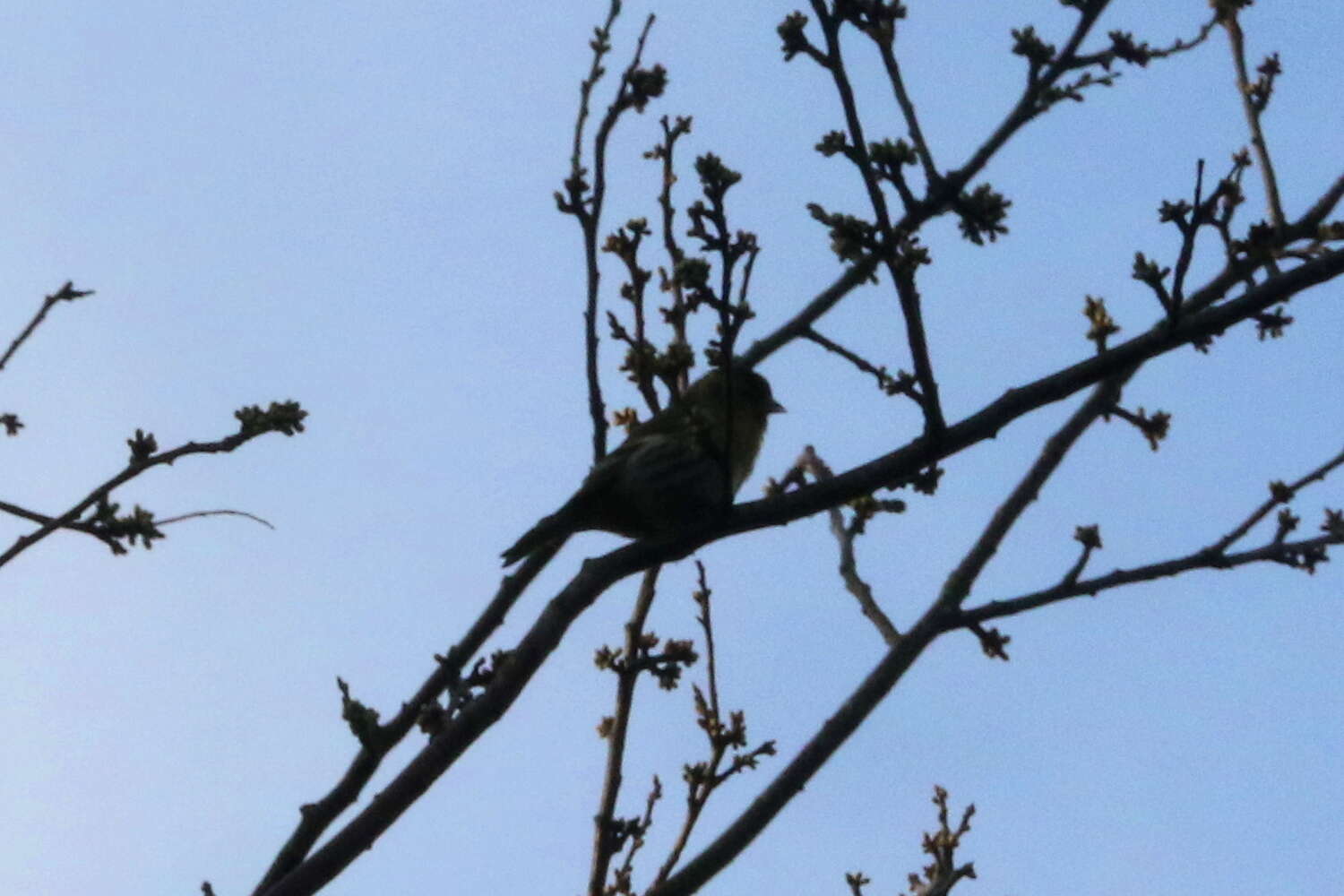 Image of Eurasian Siskin