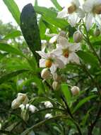 Image of Solanum compressum L. B. Smith & Downs