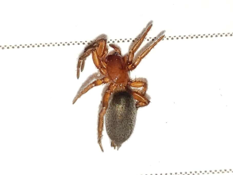 Image de Gnaphosa sericata (L. Koch 1866)