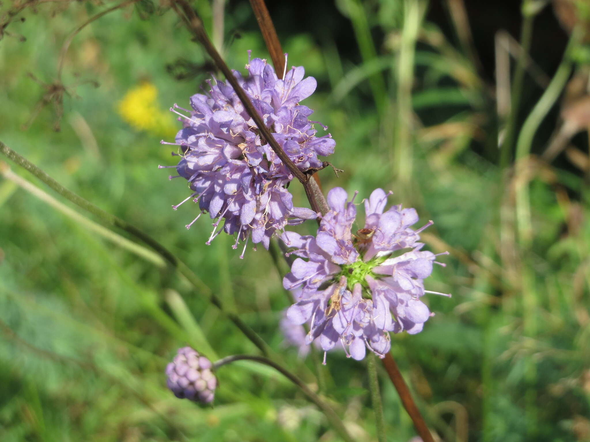 Image of Devil’s Bit Scabious