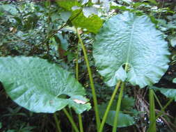 Plancia ëd Alocasia sarawakensis M. Hotta