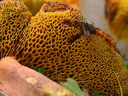 Image of Poplar Bolete