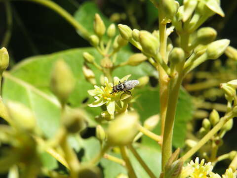 Imagem de Anthomyia quinquemaculata Macquart 1839