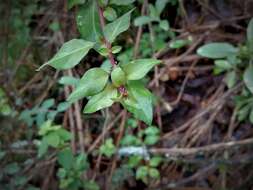 Image of Fuchsia thymifolia Kunth