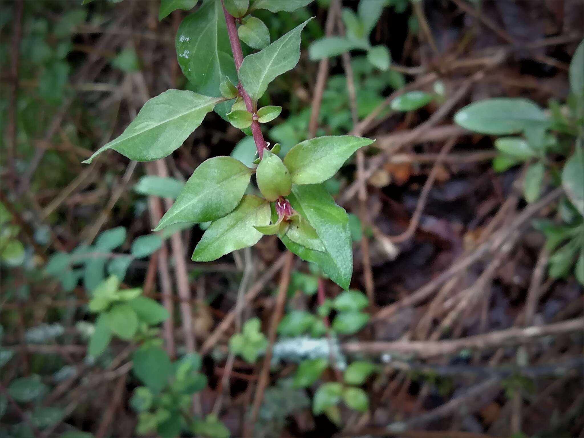 Image of Fuchsia thymifolia Kunth