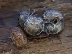 Image of Cryptorchestia garbinii Ruffo, Tarocco & Latella 2014