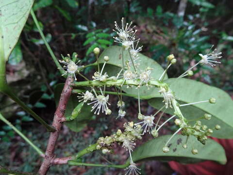 Image of Codiaeum peltatum (Labill.) P. S. Green