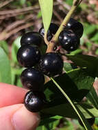 Image of large gallberry