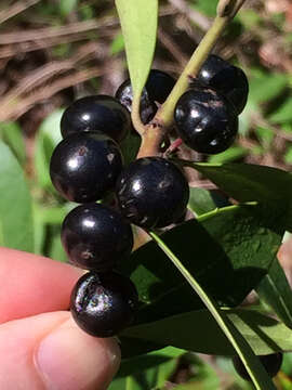 Слика од Ilex coriacea (Pursh) Chapman