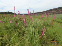 Imagem de Watsonia densiflora Baker