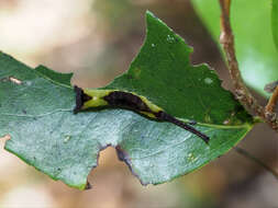 Image of Kamalia multipunctata